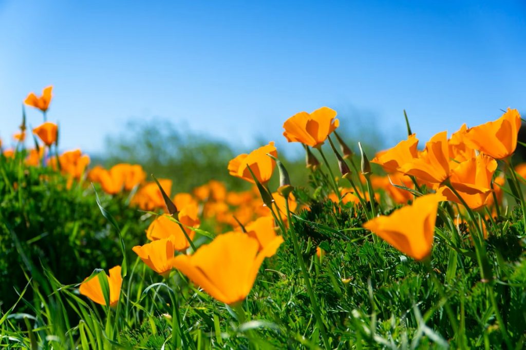 Learn more about the California state flower